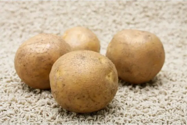Картофель Дубрава | Сорта картофеля