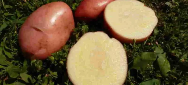 Жигулевский - сорт растения Картофель