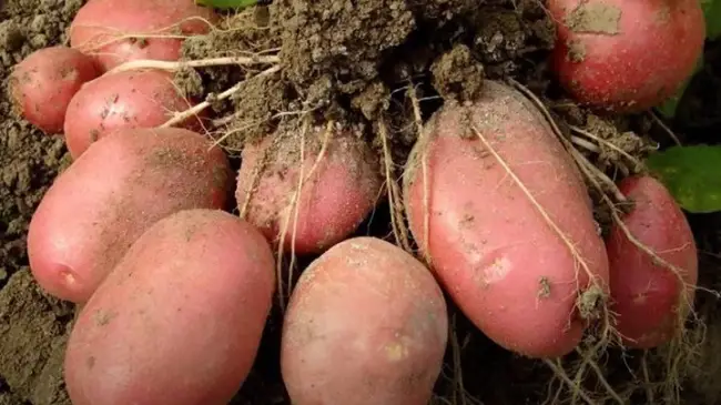 Картофель капризе описание сорта — Ранние сорта картофеля — характеристики сортов, особенности, урожайность и ньюансы посадки и обработки.
