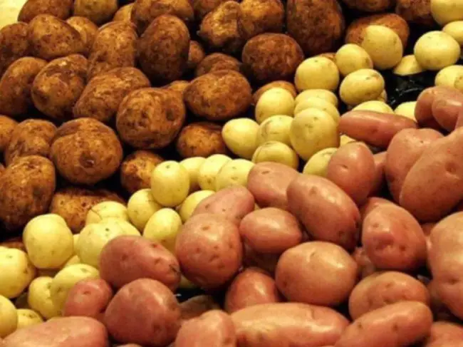 Картофель корона описание сорта — Картофель Крона: описание сорта, фото, отзывы о картошке, характеристики и вкусовые качества урожая