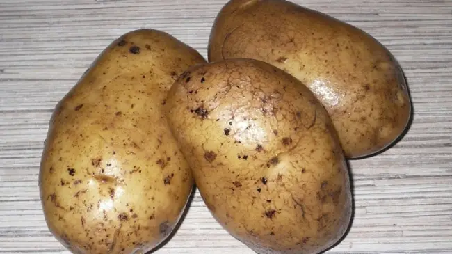 Картофель Криница | Сорта картофеля