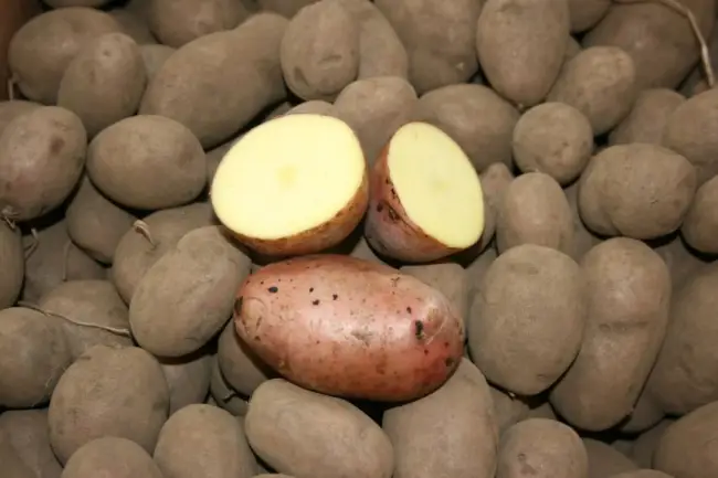 Характеристика картофеля Кузнечанка