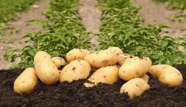 Описание картофеля Лад