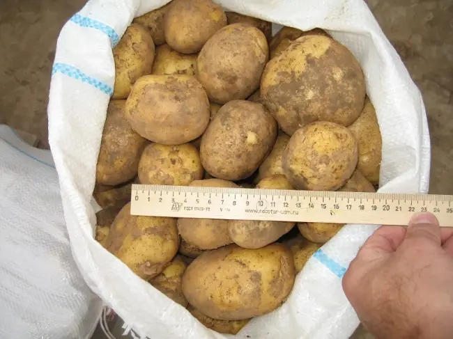 Леди Розетта — сорт растения Картофель