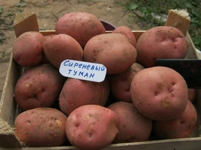 Картофель РУМБА