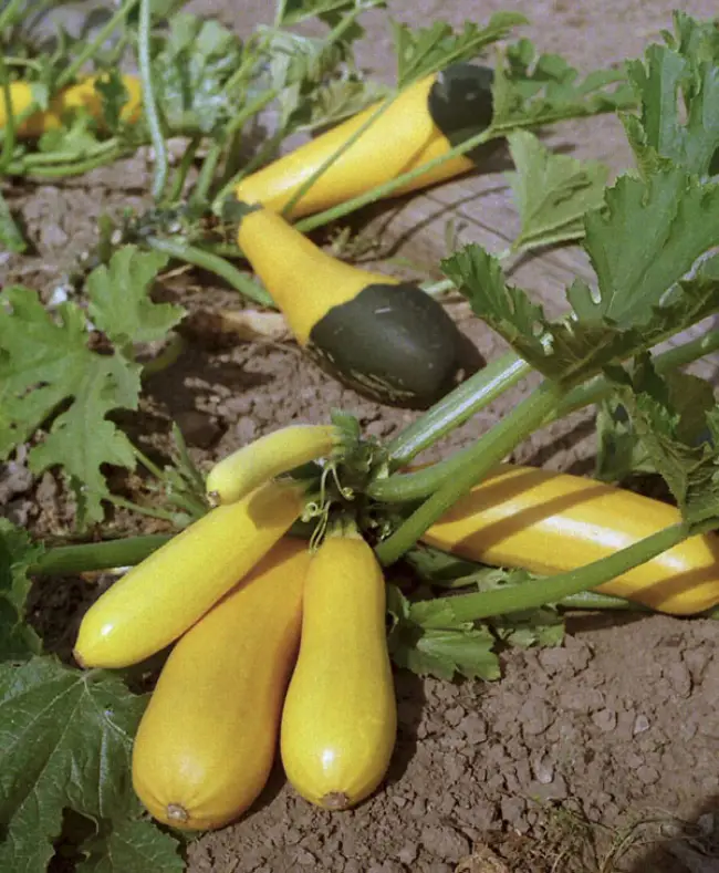 Кабачок Желтоплодный: описание и характеристики сорта, особенности посадки и выращивания