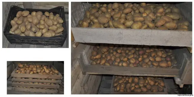 Сорт картофеля «Пила (Peela)» – описание и фото