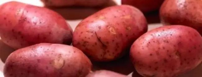 Сорт картофеля "Серпанок"