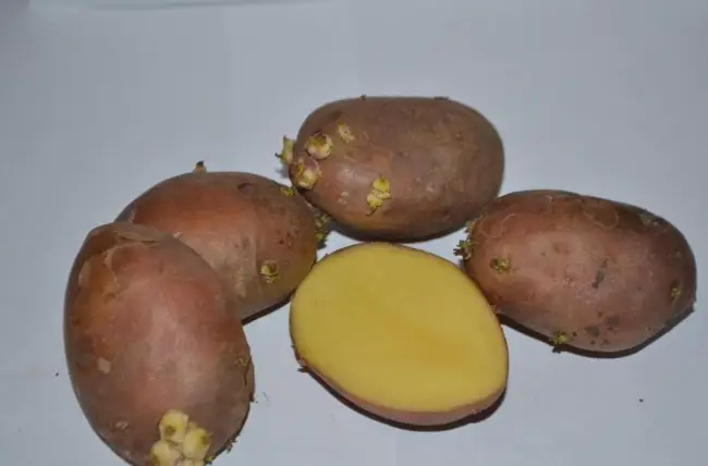 Агротехнологический паспорт сорта картофеля Сигнал | Картофель и овощи