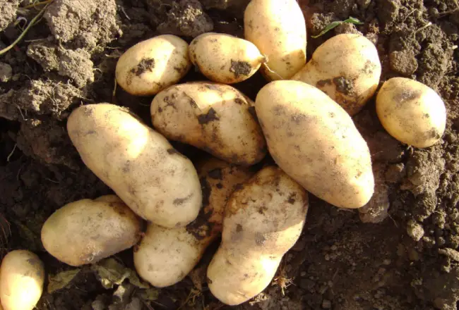 Картофель спринт описание сорта — 43 урожайных сорта картофеля: фото, характеристика в таблицах