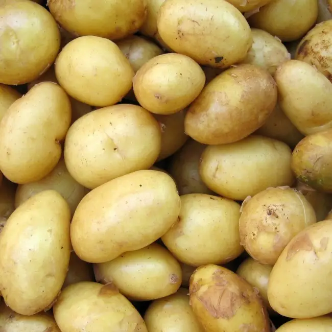 Сорт картофеля «Бонус (Bonus)» – описание и фото