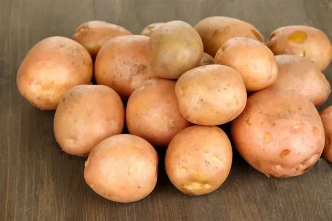 Картофель Холмогорский | Сорта картофеля