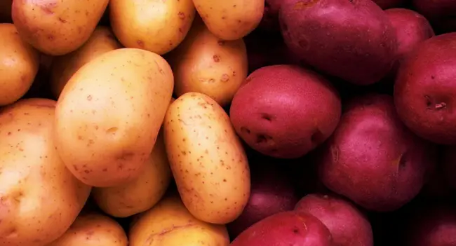 Картофель Чайка | Сорта картофеля