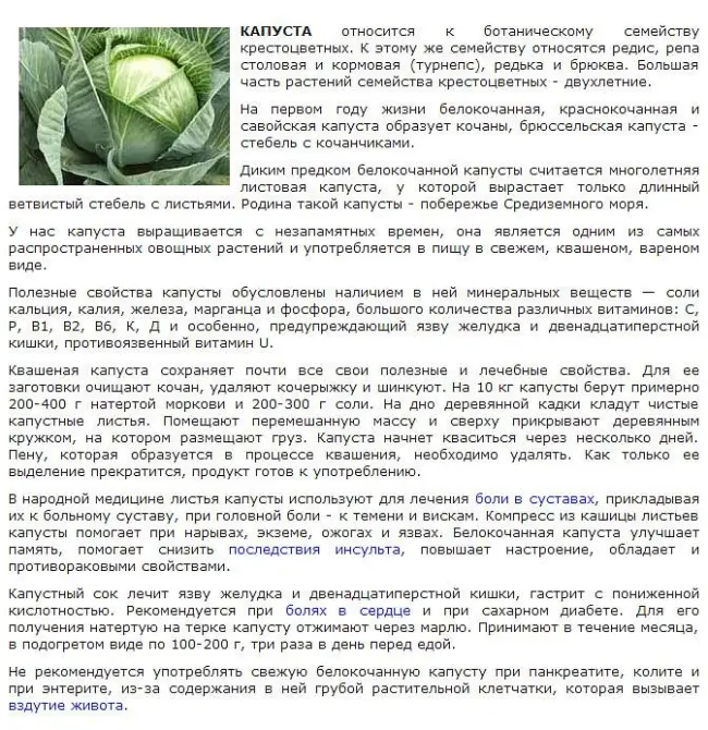 Капустный билан на капусте — Информация об основных вредителях капусты и средствах борьбы с ними