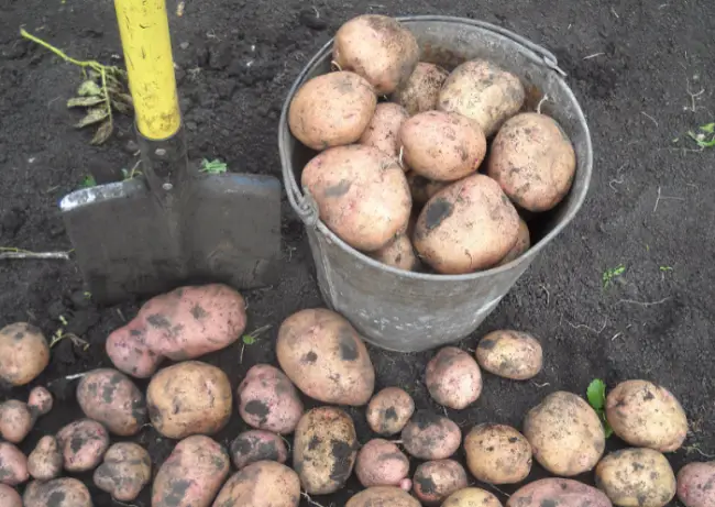 Характеристика и описание картофеля “Чароит”