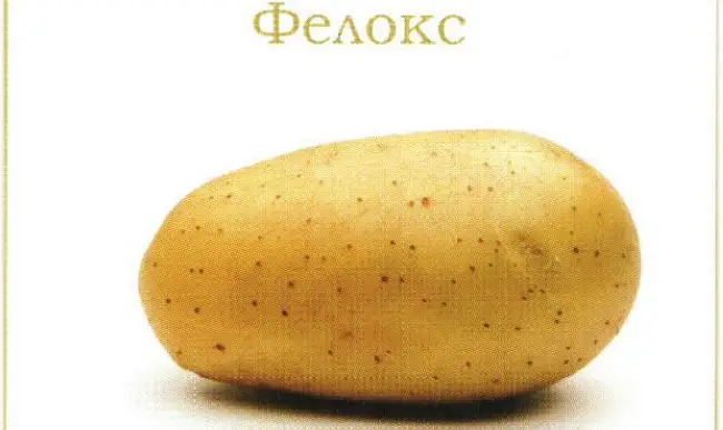 Картофель Фелокс: описание и характеристика раннего семенного сорта, фото желтых плодов и отзывы, вкусовые качества