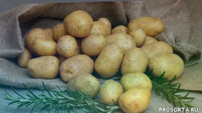 Свойства и характеристика картофеля виктория (голландская селекция)