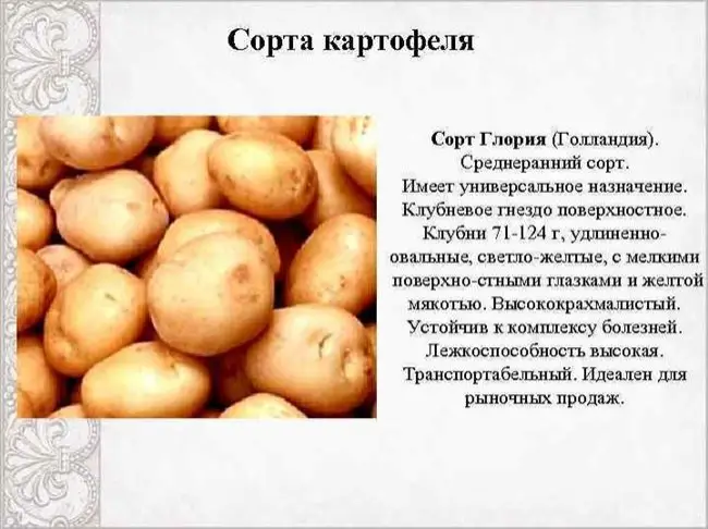 Картофель Забава: описание сорта, фото и отзывы, характеристика, вкусовые качества