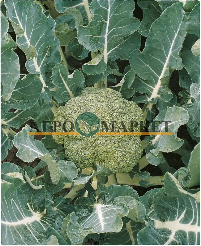 Белстар — сорт растения Капуста брокколи