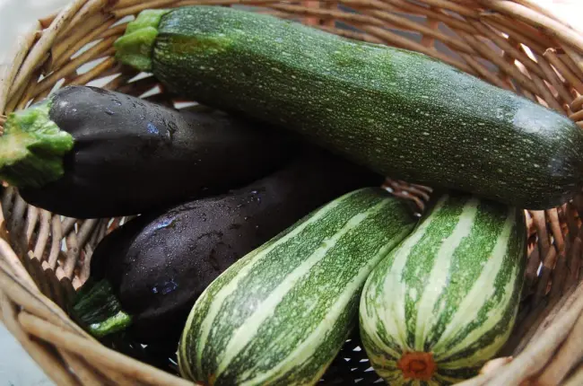 Кабачок Сцилли F1 — фото урожая, цены, отзывы и особенности выращивания