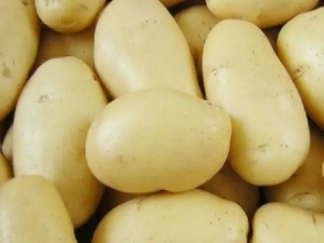 Сорт картофеля «Здабытак»