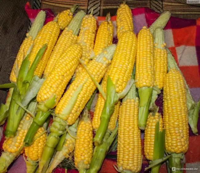 Семена кукурузы Амиго
