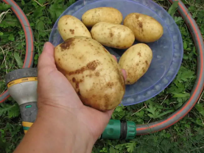 Сорт картофеля Колетте выведенный немецкими специалистами в области селекции. Важной особенностью данного вида овощной культуры является его возможность выдавать два урожая за сезон.