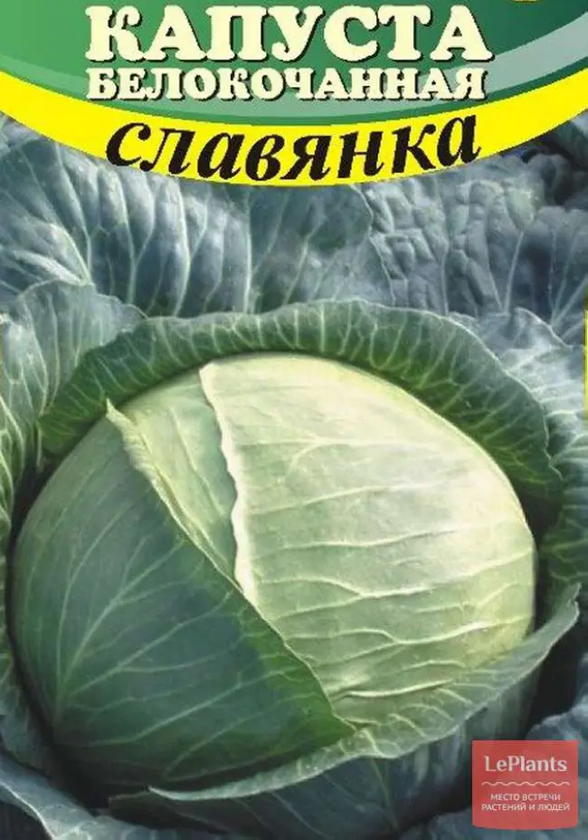Капуста Славянка: отзывы и фото, описание белокочанного сорта и характеристика