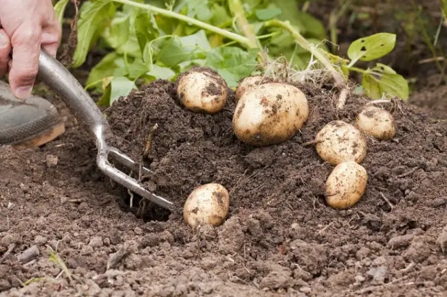 Ярла — сорт растения Картофель