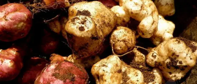 Агротехника картошки сорта Браво