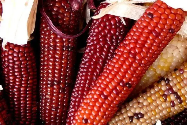 Профессиональные семена кукурузы Ноа F1 суперсладкая Crookham Company ⬆ Высокая устойчивость к болезням. ✔ Хорошая урожайность. АКЦИИ, ПОДАРКИ. Кукуруза Ноа F1 — описание, фото и отзывы на сайте ➔