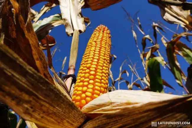 Гибриды семян кукурузы фирмы ПИОНЕР (PIONEER)
