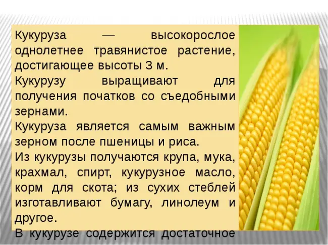 Сорта культуры "Кукуруза" :