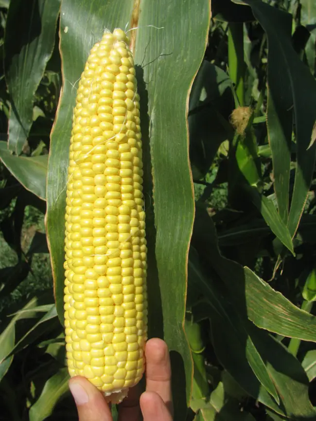 Сладкая кукуруза дает 2 хороших початка. Мнение фермера. Анджей и Свит Вондер — YouTube
