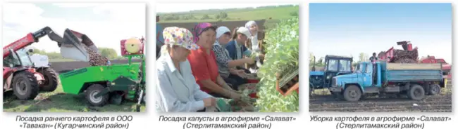 Картофель бирский описание сорта — Новый сорт картофеля вывели в Бурново (#birsk)