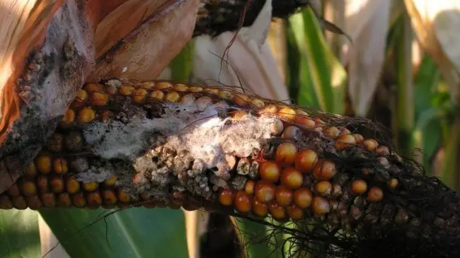Кукуруза сахарная УТРЕННЯЯ ПЕСНЯ F1 — фото урожая, цены, отзывы и особенности выращивания