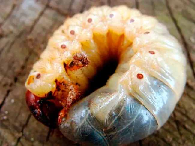 Методы борьбы с майским жуком и его личинками – народные рецепты, химические препараты и биологические способы уничтожения вредителя.