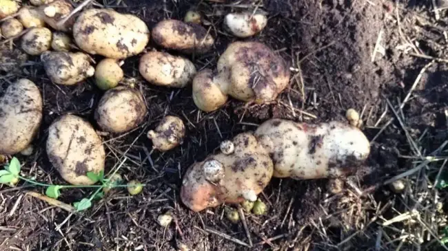 Картофель Былина Сибири | Сорта картофеля