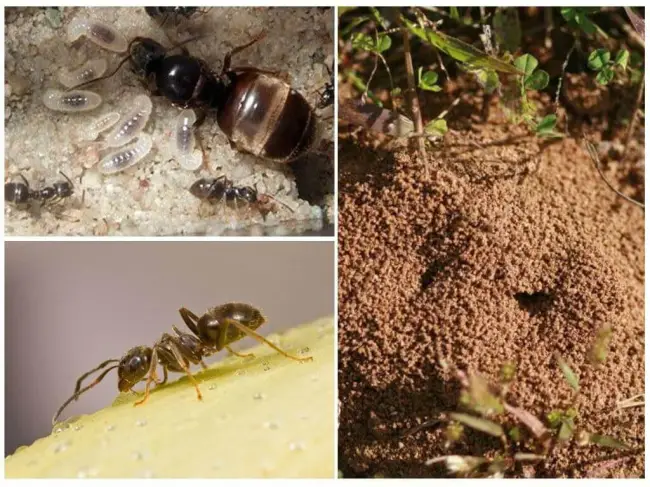 Избавиться от муравьев на участке навсегда — Статья — Журнал — FORUMHOUSE