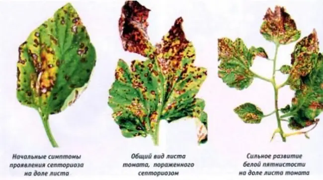 Болезнь растений Септориоз
