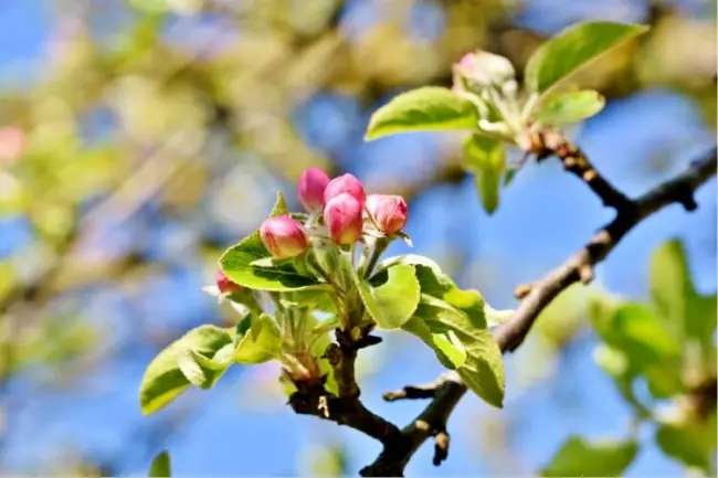 Цветоед на дайконе — Как посадить и вырастить редьку дайкон