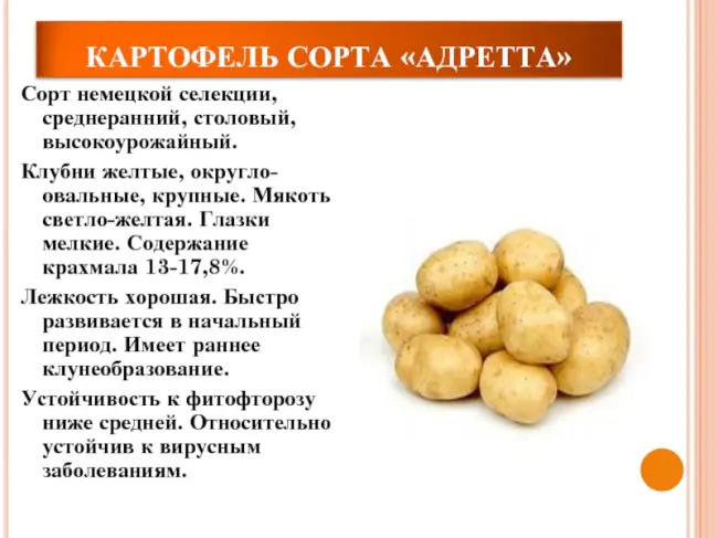 9 причин сажать сорт картофеля Адретта – Фото и описание