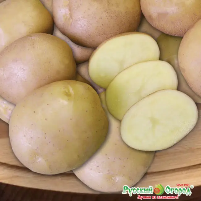 Сорт картофеля «Брянская новинка» – описание и фото