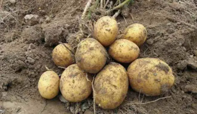 Гарантия богатырских урожаев — картофель Варяг: описание сорта и отзывы