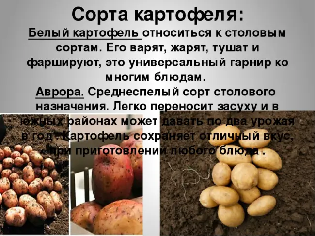 Ветеран - сорт растения Картофель