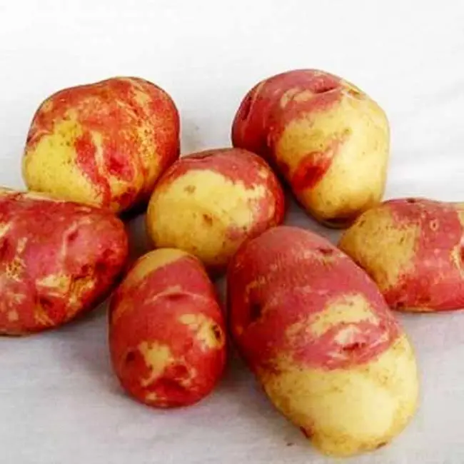 Описание картофеля Кемеровчанин