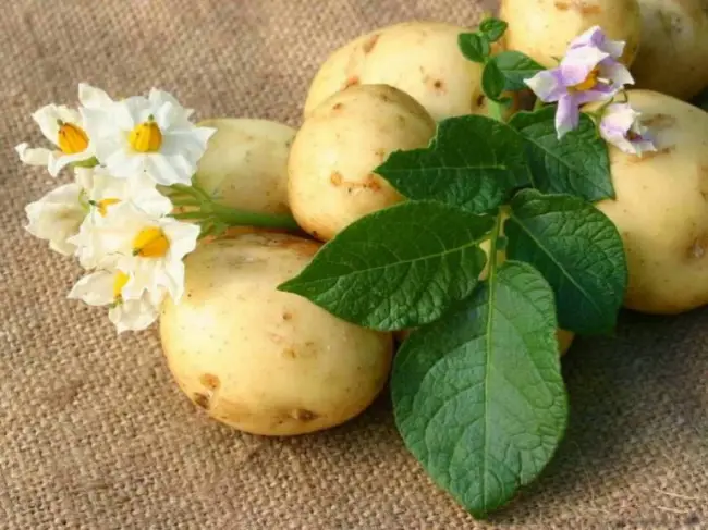 Сорт картофеля Матушка