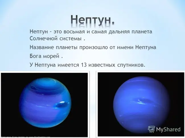 Сорт картофеля «Нептун» – описание и фото