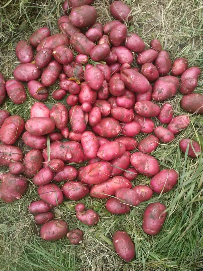 Раннеспелый сорт картофеля Розара для северных областей