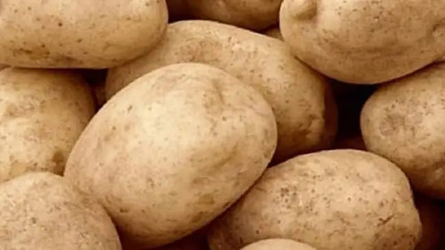 Тулеевский картофель характеристика и описание сорта